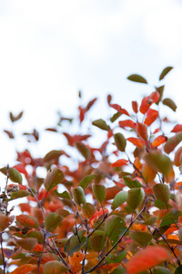 绿色和红色树叶在秋天