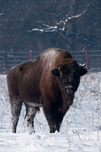 冬季欧洲野牛