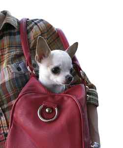一只小狗在一个红色的书包