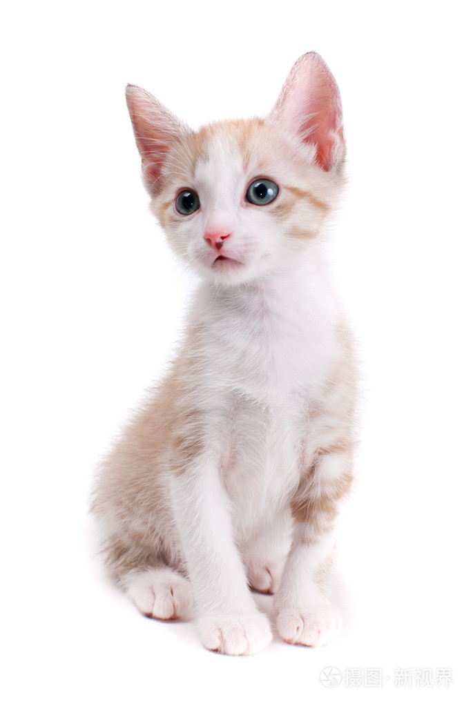 孤立在白色背景上的小猫