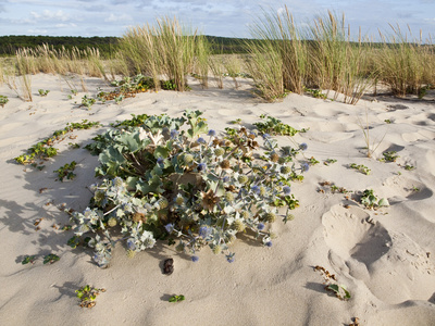 海冬青或刺 maritimum