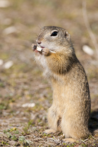 gopher souslik 地面松鼠