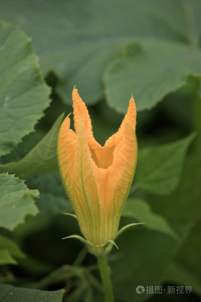 绿色的树叶间黄色南瓜花