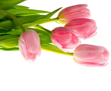 在白色背景上的粉红色郁金香的特写。美丽的花束
