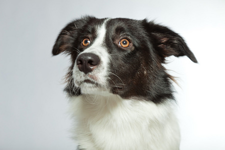 年轻的边境牧羊犬