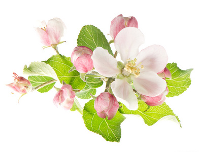 春天的花朵。孤立在白色的苹果树花