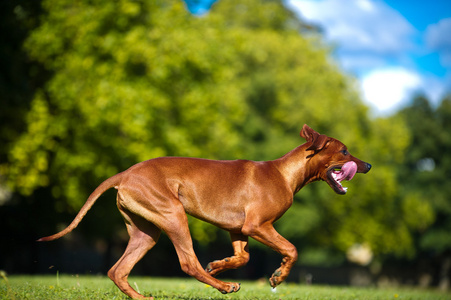 美丽的狗罗得西亚 ridgeback 小狗