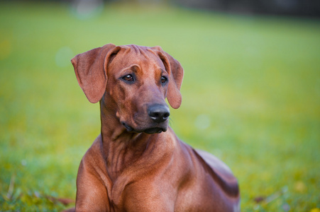 美丽的狗罗得西亚 ridgeback 小狗