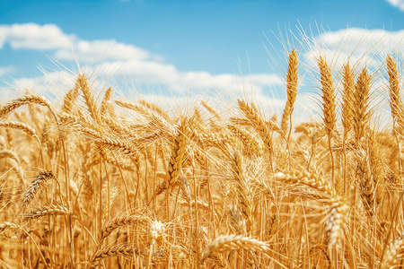 麦田和大麦图片