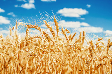 麦田和大麦图片