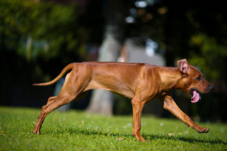 美丽的狗罗得西亚 ridgeback 小狗