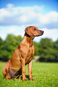 美丽的狗罗得西亚 ridgeback 小狗