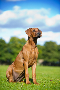 美丽的狗罗得西亚 ridgeback 小狗