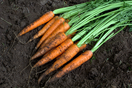 在土壤上的新收获新鲜有机胡萝卜