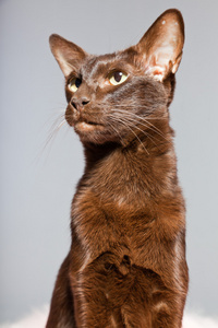 东方短毛猫.深棕色.暹罗养殖照片