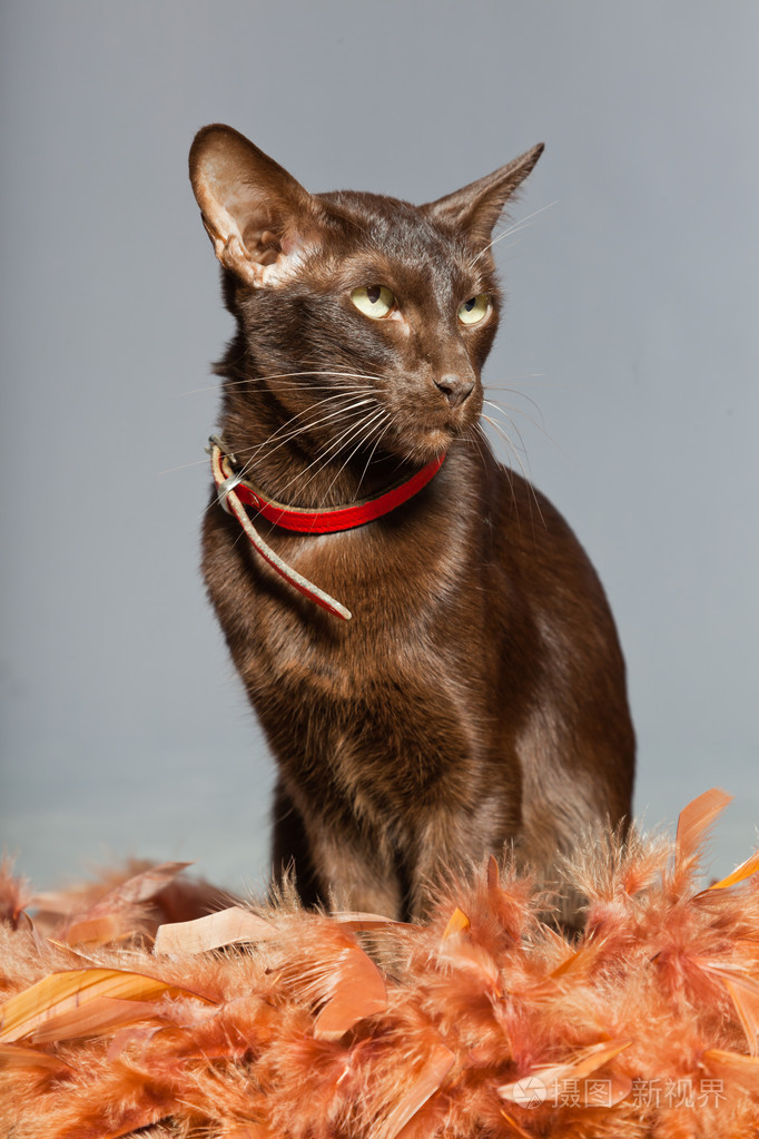 东方短毛猫深棕色暹罗养殖