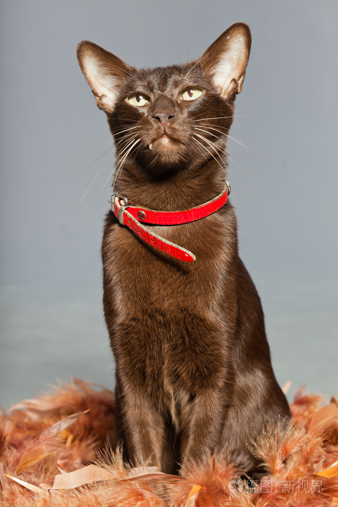 东方短毛猫深棕色暹罗养殖