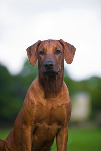 美丽的狗罗得西亚 ridgeback 小狗