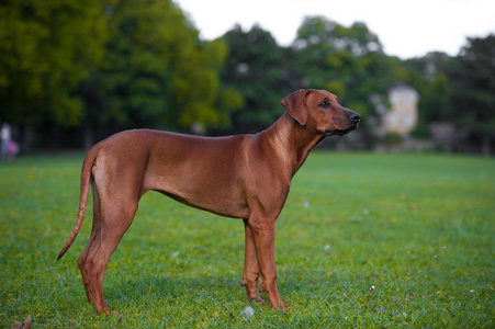 美丽的狗罗得西亚 ridgeback 小狗