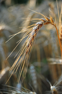 小麦的耳朵