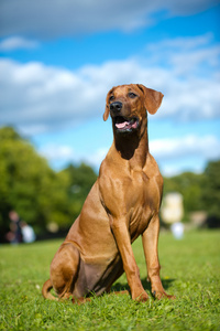 美丽的狗罗得西亚 ridgeback 小狗