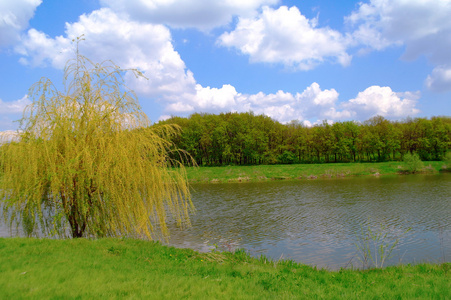 景观,在水中春天的柳树照片