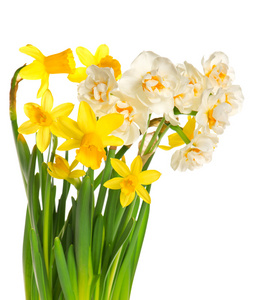 新鲜春天白色和黄色的水仙花