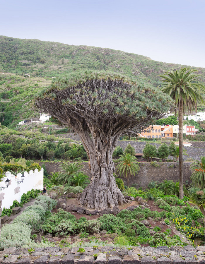 龙树(dracaena draco)