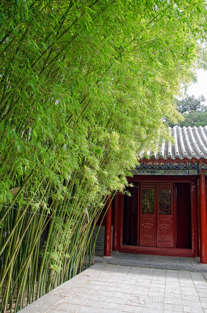 嵩阳书院的竹树