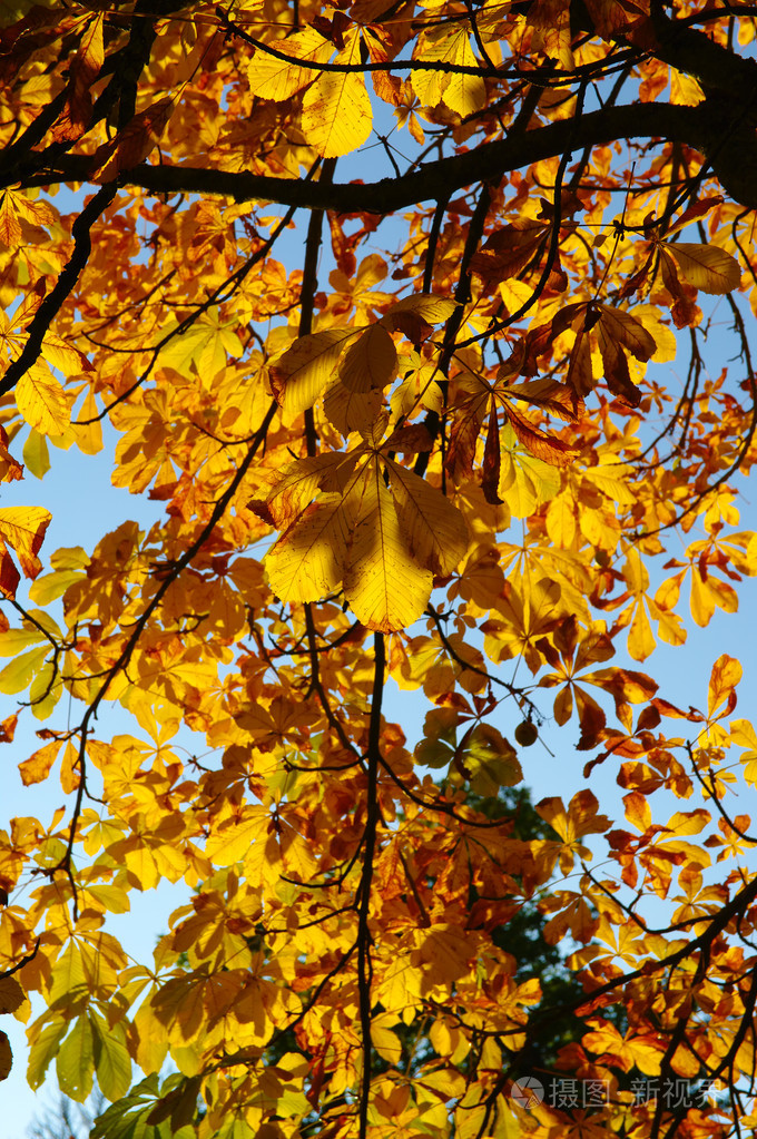 七彩树在秋天柏林