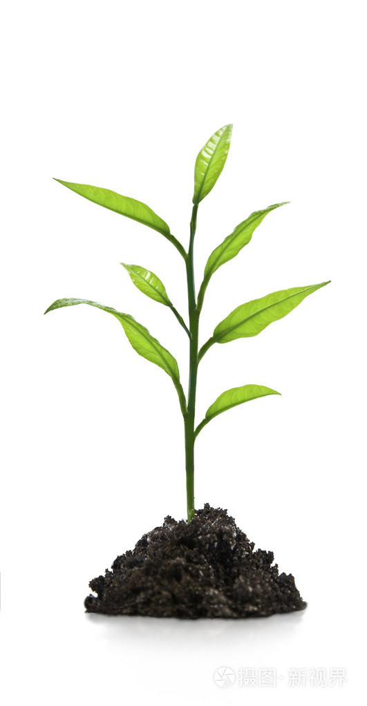 在白色背景上绿色的幼苗植物
