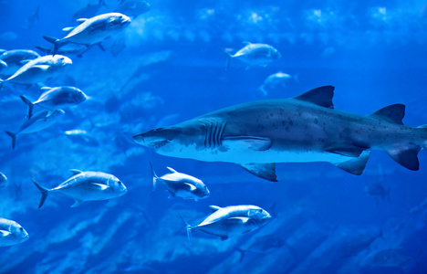 大天然水族馆