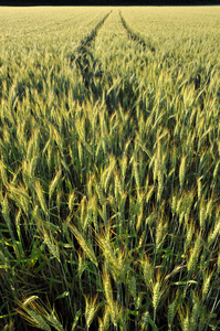 领域的小麦