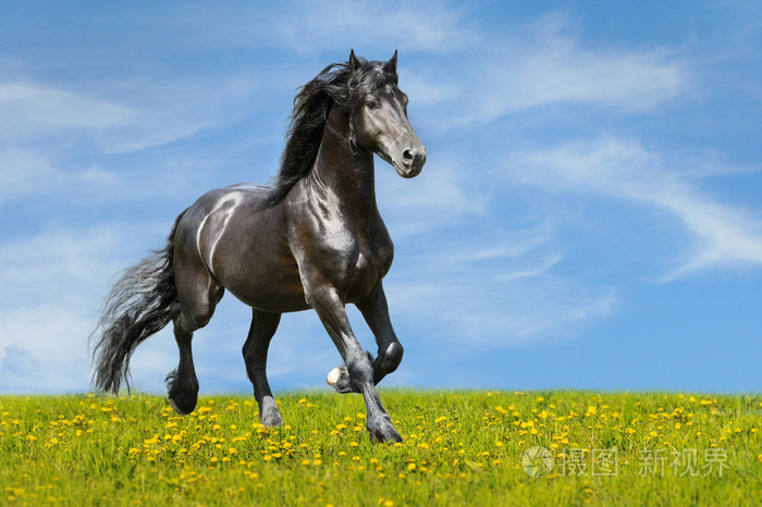 黑骏马在草原上运行小跑