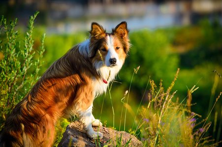 在早上的一只狗边境牧羊犬肖像