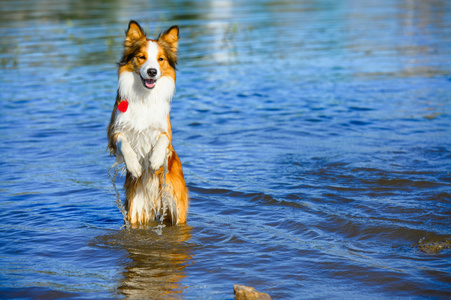 玩水的边境牧羊犬