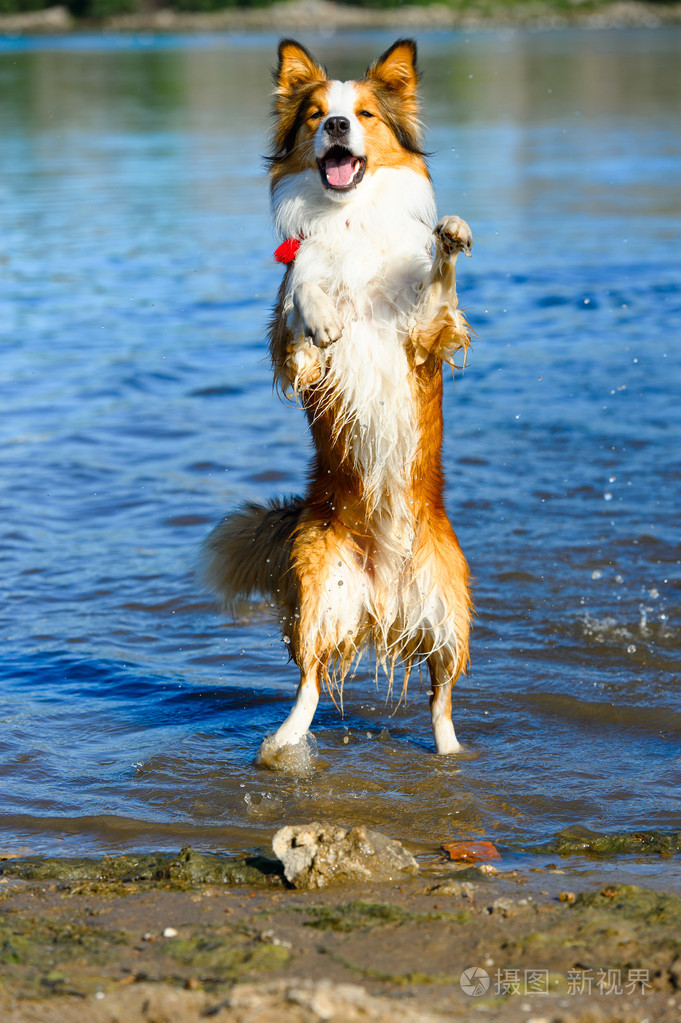 玩水的边境牧羊犬照片 正版商用图片1aciuw 摄图新视界