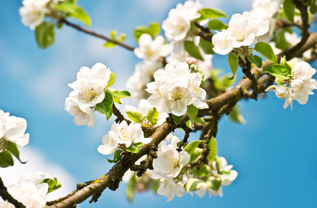 白花朵朵苹果树