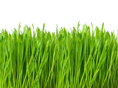 新鲜绿色春天草与水滴