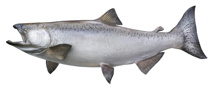 大奇努克或孤立在白色的国王鲑鱼照片