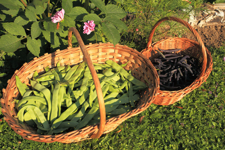 平的青豆和在园中柳条篮紫色