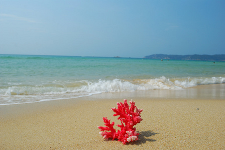 异国风情的海滩上的海螺壳图片