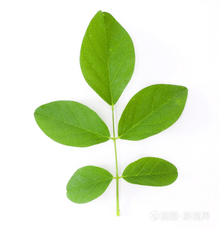 蝴蝶豌豆叶片在白色背景上