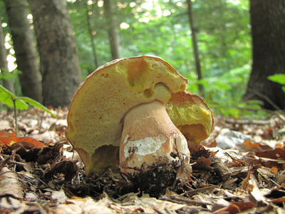 牛肝菌蓝靛果 cep 或竹篙包子牛肝菌中的自然栖息地