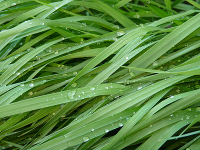 雨后的绿草