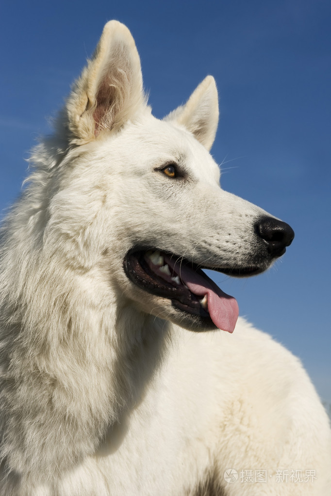 瑞士牧羊犬