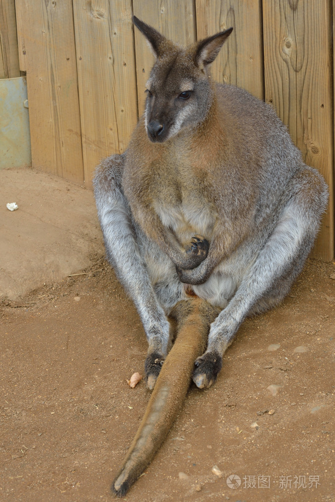 坐在长长的尾巴,两腿之间的小袋鼠照片-正版商用图片1ad12z-摄图新