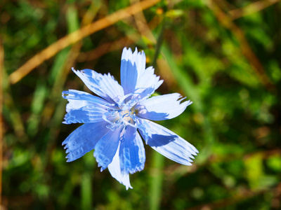 蓝色菊苣花。菊苣