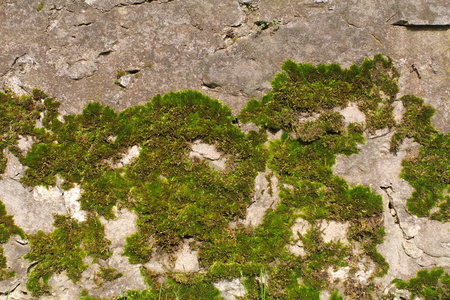 赏心悦目的绿色图片-赏心悦目的绿色素材-赏心悦目的绿色插画-摄图新