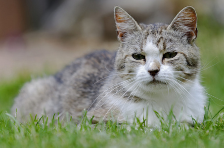 国内的猫